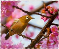 Салфетка для очков м/ф № 108