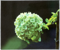 Салфетка для очков м/ф № 140