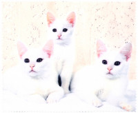 Салфетка для очков м/ф № 04